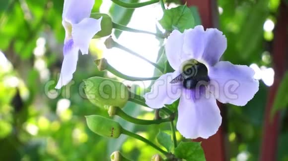 大黑木匠蜜蜂从蓝色的孟加拉角葡萄花中采出甜美的花蜜视频的预览图