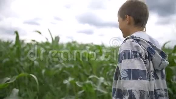 男孩走过一片高大的玉米地慢动作视频的预览图