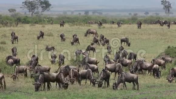 蓝王尔德贝斯特牛尾猴在肯尼亚马塞马拉公园迁徙途中穿过草原的赫德视频的预览图