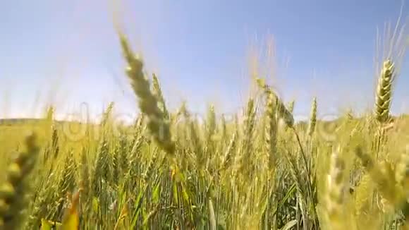 摄像机在绿色的小麦芽间缓慢移动绿色的尖刺在阳光下慢慢摇动视频的预览图