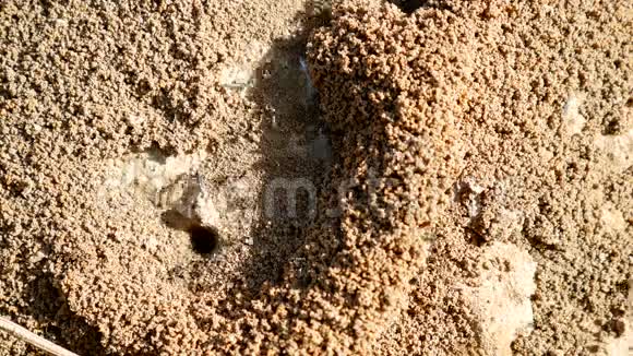 蚁巢在自然环境中沙地上的殖民地4kUHD25FPS视频的预览图