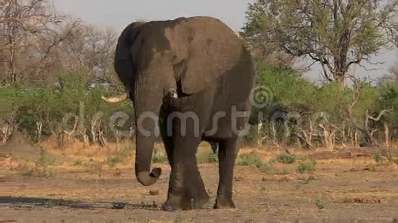 非洲象非洲象马累步行莫雷米保护区博茨瓦纳奥卡万戈三角洲视频的预览图