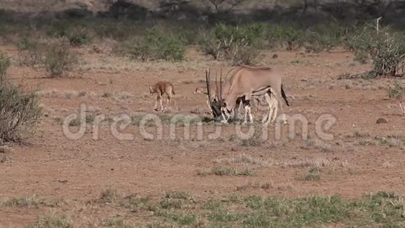 BeisaOryxoryxbeisa一群成年人和小牛在肯尼亚的马赛马拉公园的萨凡纳散步视频的预览图