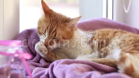 睡在窗台上的紫丁香毯子上的红白猫小猫视频的预览图