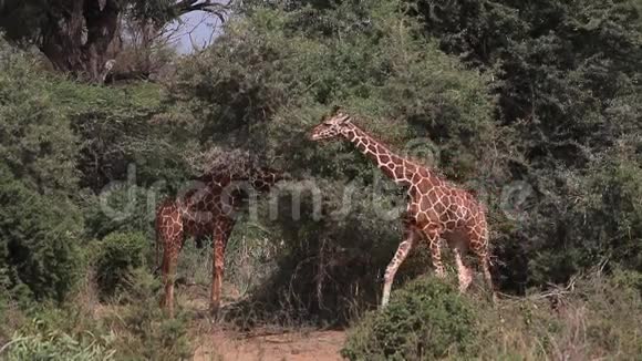 长颈鹿长颈鹿骆驼在布什行走的成年人肯尼亚的桑布鲁公园视频的预览图