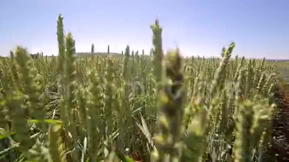 摄像机在绿色的小麦芽间缓慢移动绿色的尖刺在阳光下慢慢摇动视频的预览图