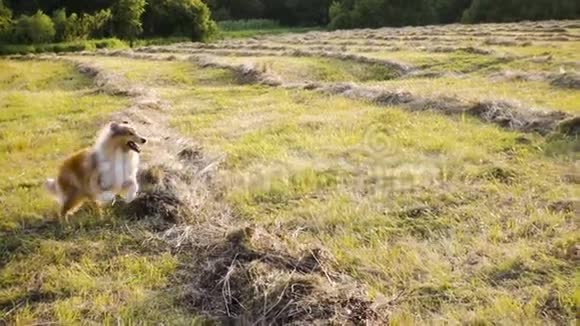科利犬在阳光下奔跑在绿野上视频的预览图