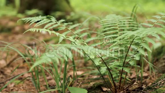 蕨类植物的叶子和巨大的松树视频的预览图