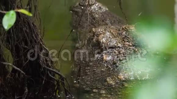 丛林河里的大鳄鱼视频的预览图