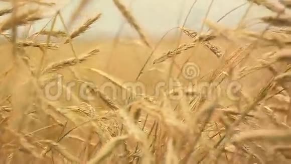 黄色的小麦在风中吹起田野丰富的收获麦田新鲜的麦田视频的预览图