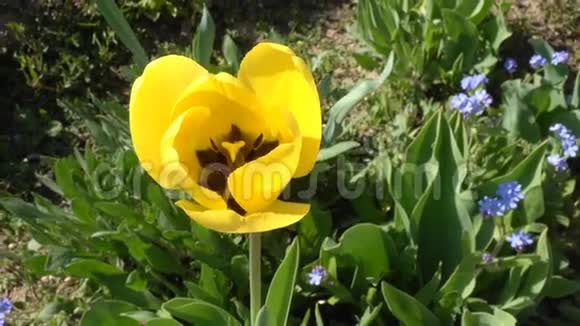 春天的黄色郁金香视频的预览图