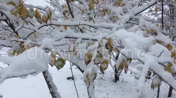 白雪从树木公园的树枝上飘落下来视频的预览图