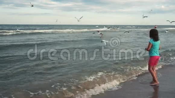 女孩在海岸上喂海鸥视频的预览图