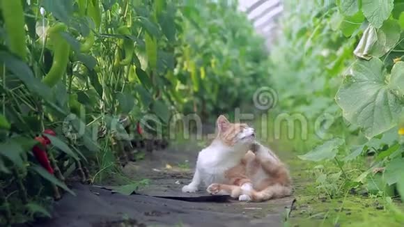 温室里有黄瓜的红猫视频的预览图