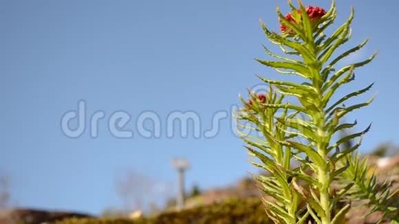 夏季美丽的红绿色红景天植物视频的预览图