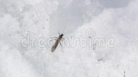 一只昆虫在雪地上爬行视频的预览图