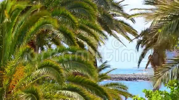 棕榈树在热带海滩上视频的预览图