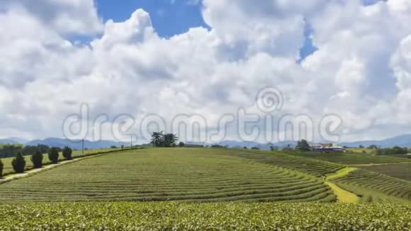 秋芳茶园是泰国清莱旅游胜地视频的预览图