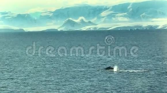南极海洋中的鲸鱼视频的预览图