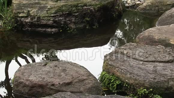 澳大利亚一个风景优美的日本花园的池塘里的石头垫脚石视频的预览图