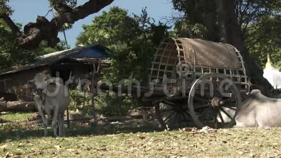 缅甸曼德勒宝塔附近的牛车出租车视频的预览图