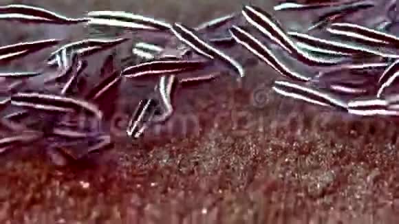 祖鲁海杜马盖特沙上的鲶鱼鳗鱼植物的优雅学校视频的预览图