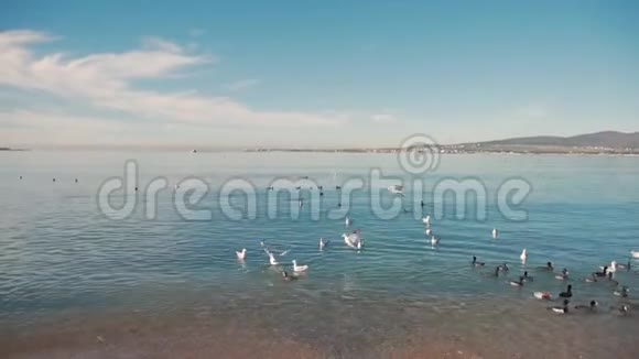 野鸭和海鸥游泳寻找食物鸟儿在波浪上摇摆蓝色的波浪在阳光下闪闪发光视频的预览图