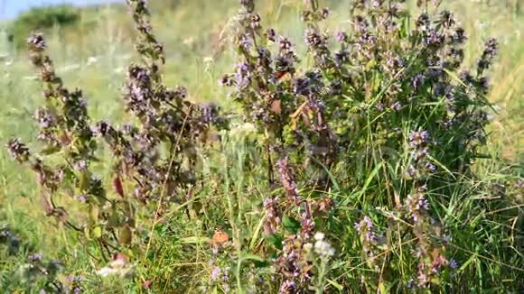草原上的死荨麻和蝴蝶视频的预览图