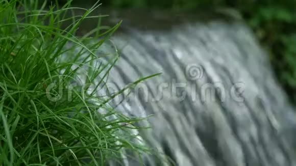 水流溅在瀑布上绿草缓慢移动并关闭宏观视频的预览图