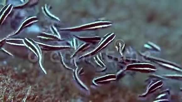 祖鲁海杜马盖特沙上的鲶鱼鳗鱼植物的优雅学校视频的预览图
