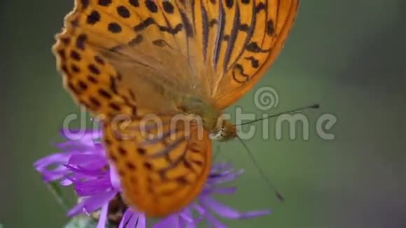 蝴蝶坐在一朵花上视频的预览图
