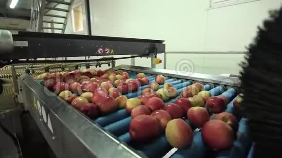 在水果生产厂洗苹果的过程视频的预览图