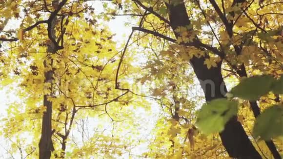 秋天的叶子从树上掉下来视频的预览图