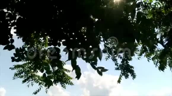 公园自然中的移动树叶树视频的预览图
