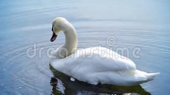 白天鹅在湖水中游泳视频的预览图