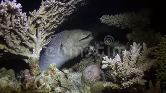 大愤怒的莫雷在珊瑚礁上游泳寻找食物视频的预览图