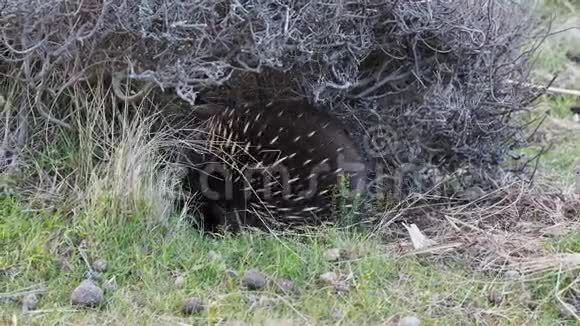 澳大利亚灌木丛中的短喙视频的预览图