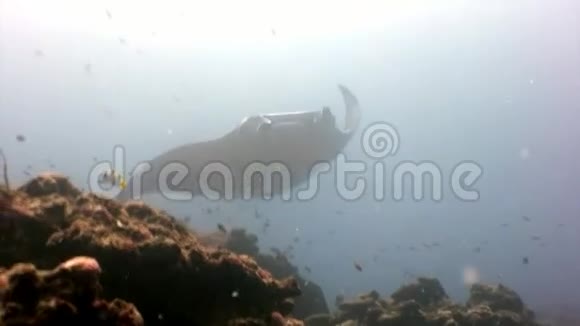 巨大的曼塔射线斜坡鱼的背景太阳反射水下马尔代夫视频的预览图