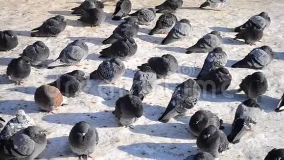 许多灰鸽子坐在地上晒太阳视频的预览图