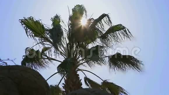棕榈树形成对比视频的预览图