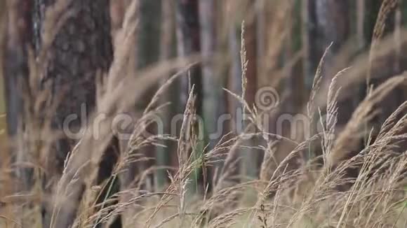 田野上的植物金色的耳草在微风中摇曳着逆天视频的预览图