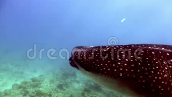 鲸鲨的巨大尺寸在水下寻找马尔代夫海底的食物视频的预览图