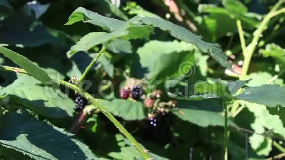 从灌木丛中摘黑色浆果视频的预览图