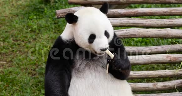 可爱的熊猫吃竹茎视频的预览图