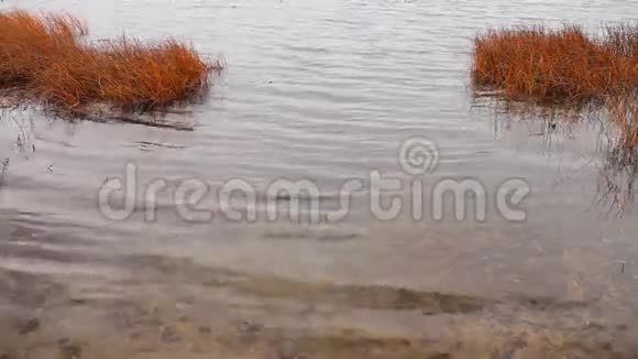 观秋湖视频的预览图