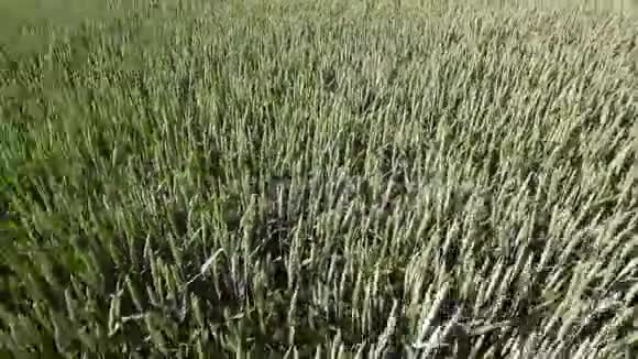 从顶部看到绿色小麦用无人机拍摄镜头从上方看麦子小麦摆动从视频的预览图