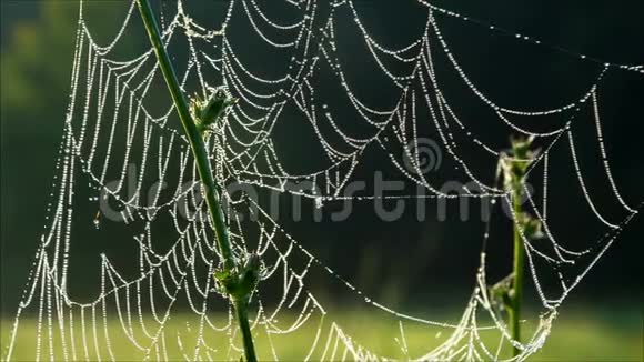 清晨的露水滴在蜘蛛网上特写视频的预览图