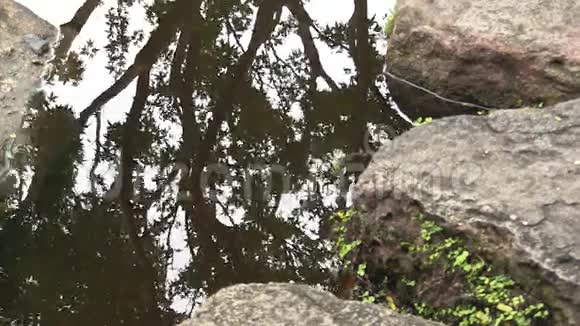 一棵日本枫树的动人倒影在澳大利亚一个风景优美的日本花园的池塘里视频的预览图