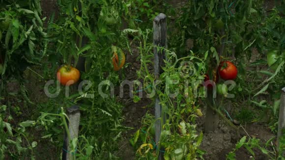 雨落在花园里的藤蔓上的西红柿上视频的预览图