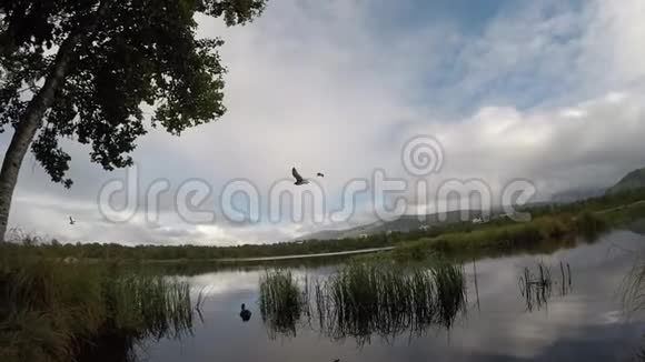 海鸥带着鸭子和海鸥在蓝色池塘水面上缓慢地飞翔视频的预览图